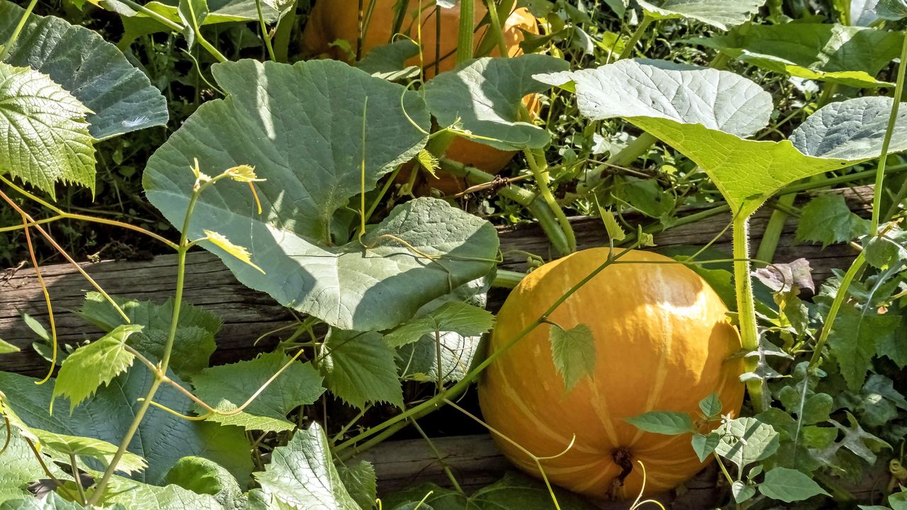 Pumpkins growing in raised bed