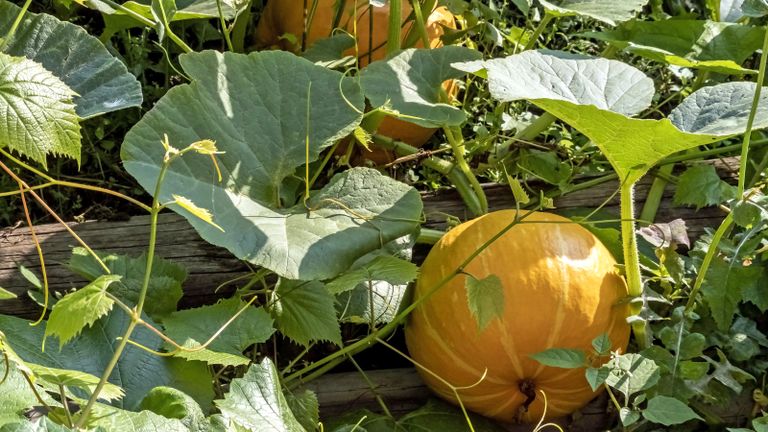 Raised Garden Bed For Pumpkins: Pumpkin Planting In Raised Beds ...