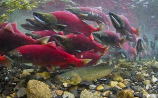 Sockeye salmon and Dolly Varden trout.