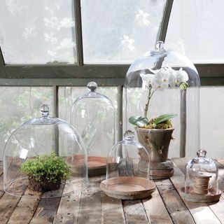 Lark Manor™ Baines Glass Dome & Reviews | Wayfair