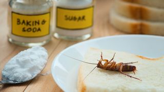 A cockroach which has died on a slice of bread after ingesting baking soda