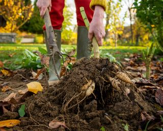 Woman digging up dahlia tubers