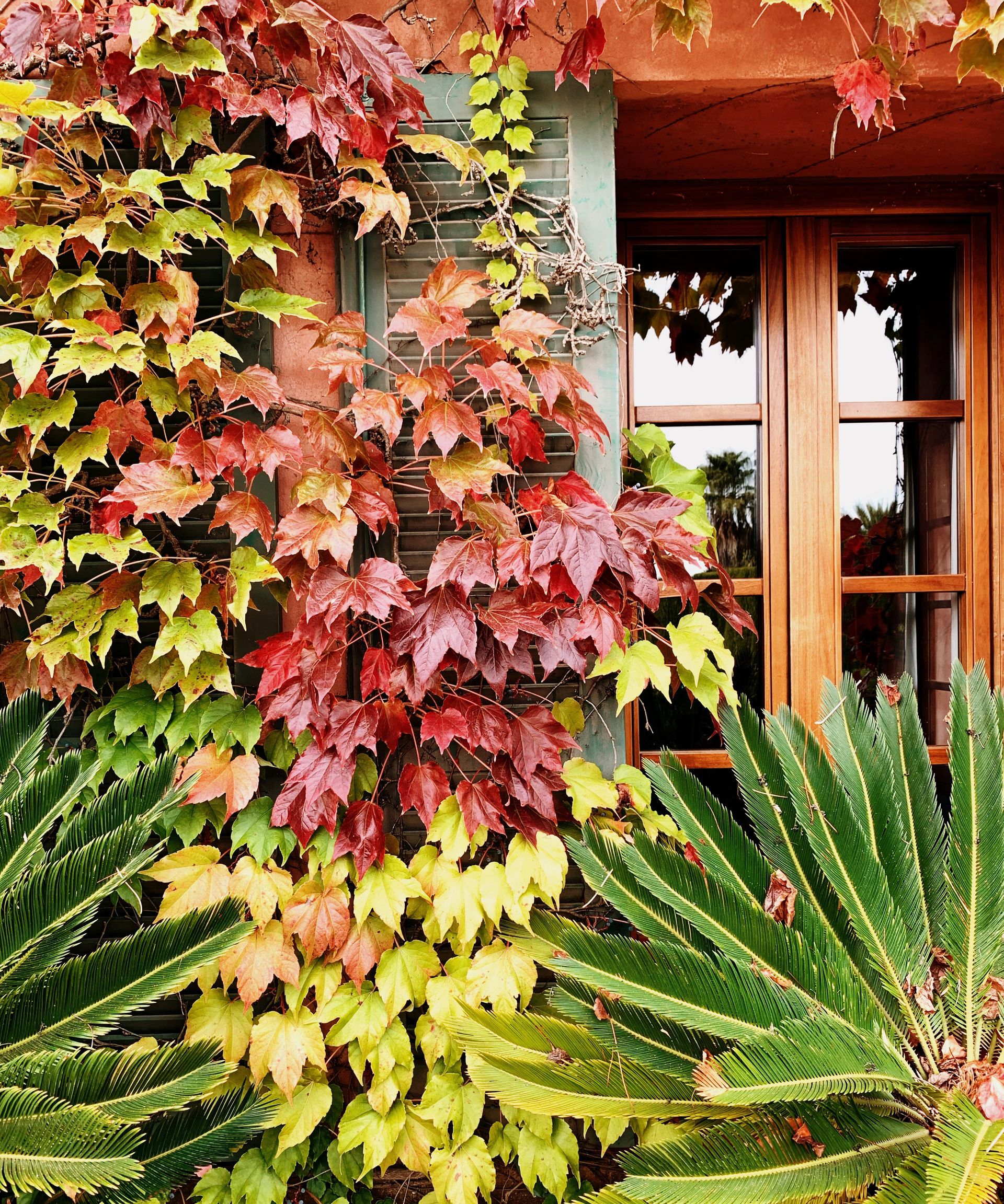 Window surrounded by greenery in red and green tones