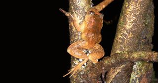 Egg-Laying Night Frog