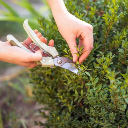 Woman's hands pruning boxwood