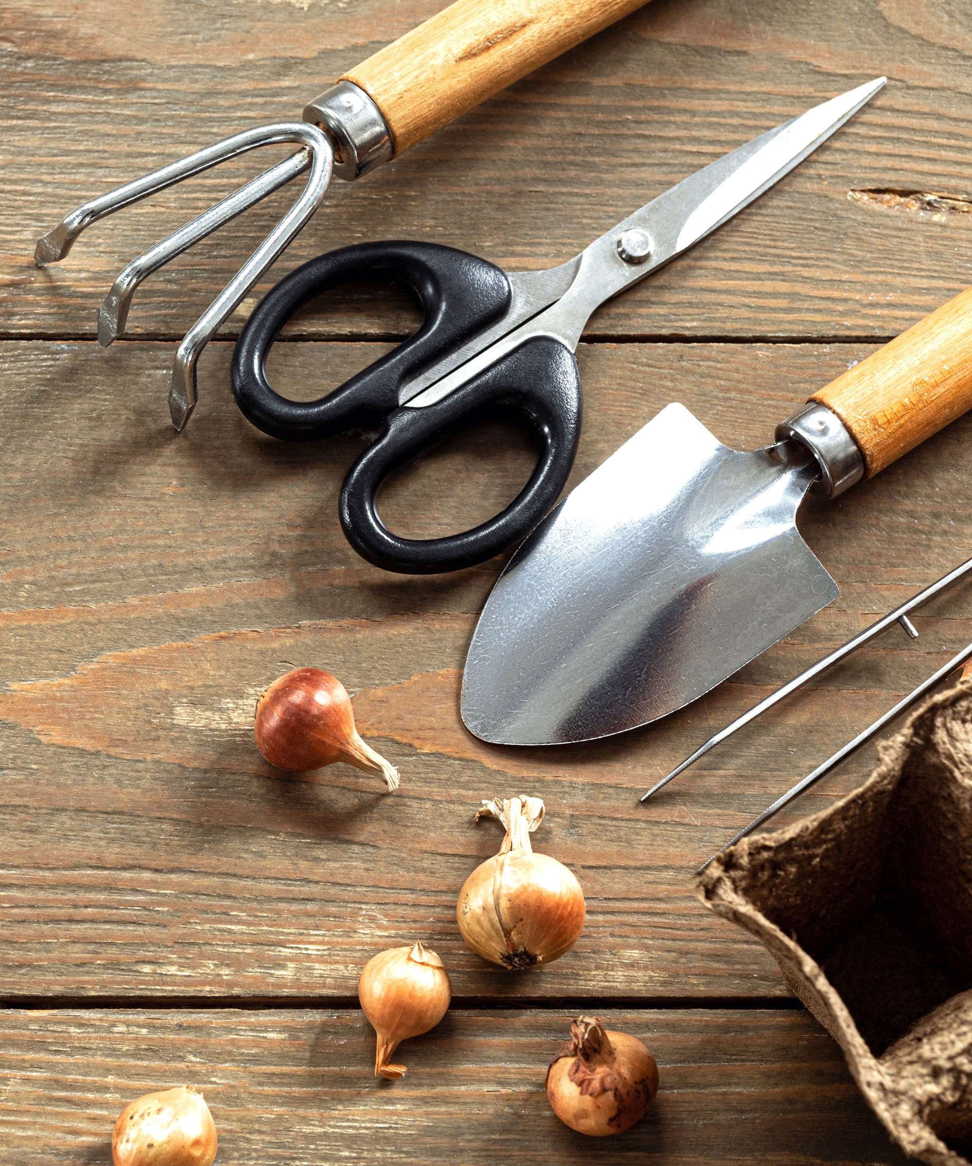 bulbs and gardening tools on wooden table top