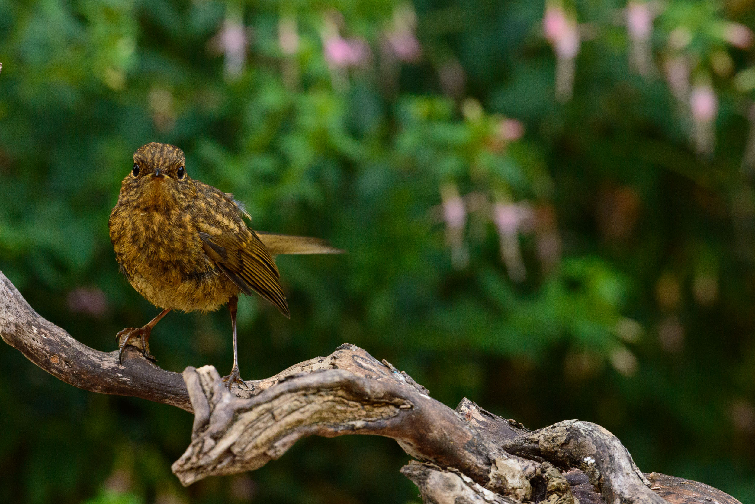 Small bird on a branch in front of foliage with pink flowers, captured with the Camtraptions Camera Trap device and a Nikon DSLR