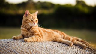 Ginger cat lying on a hay bale