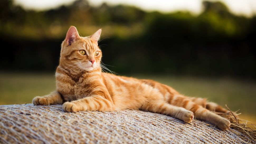 orange tabby cat facts
