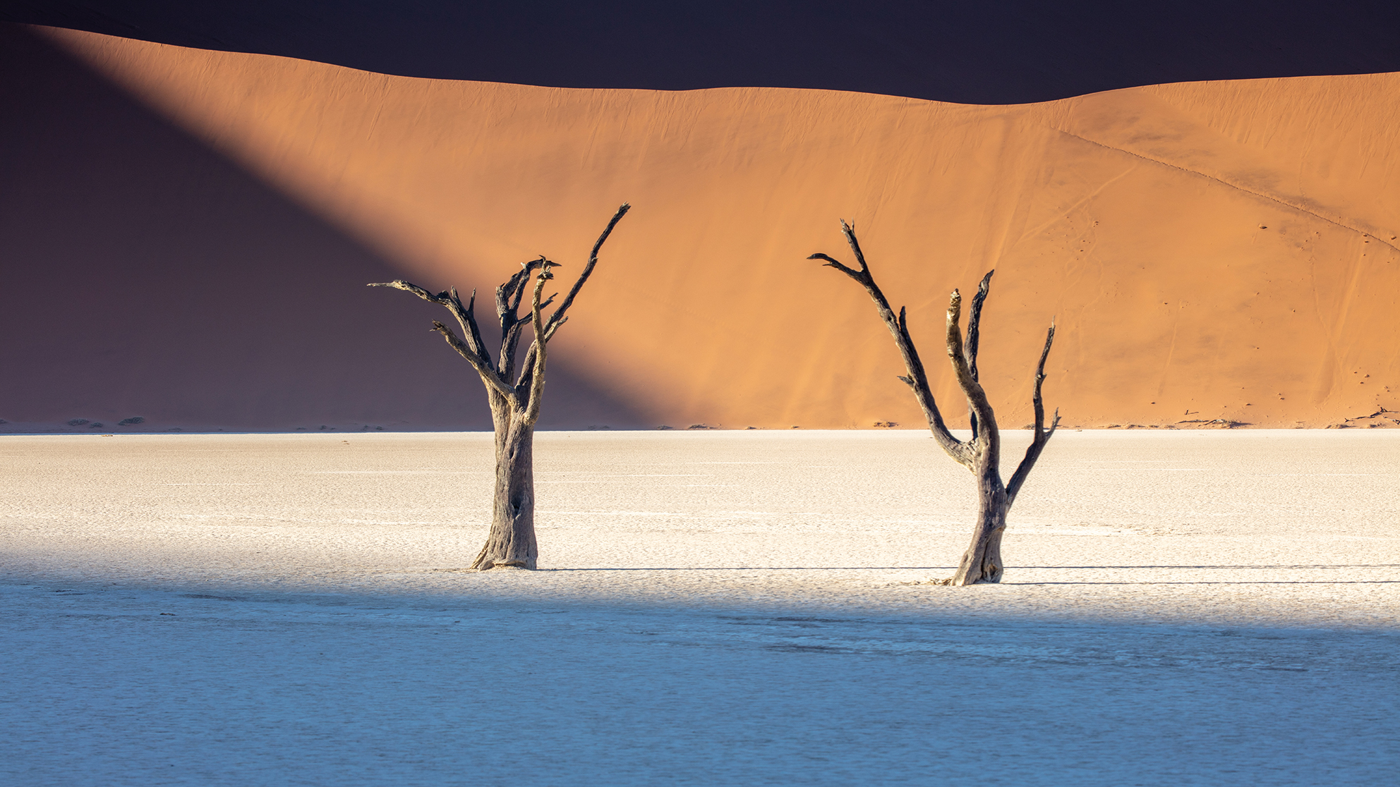 Two dead trees stand in a dry desert basin with light and shadow patterns on the sand and a large orange sand dune in the background