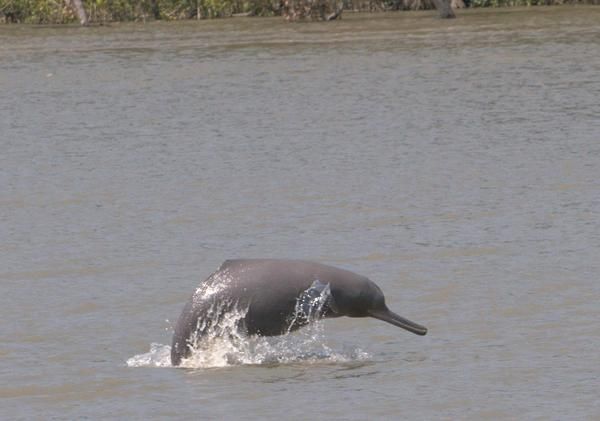 A Ganges River dolphin, one of the species of rare freshwater dolphins that will be protected by the new sanctuaries. 