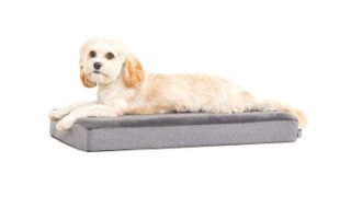 BarkBox Memory Foam Dog Bed