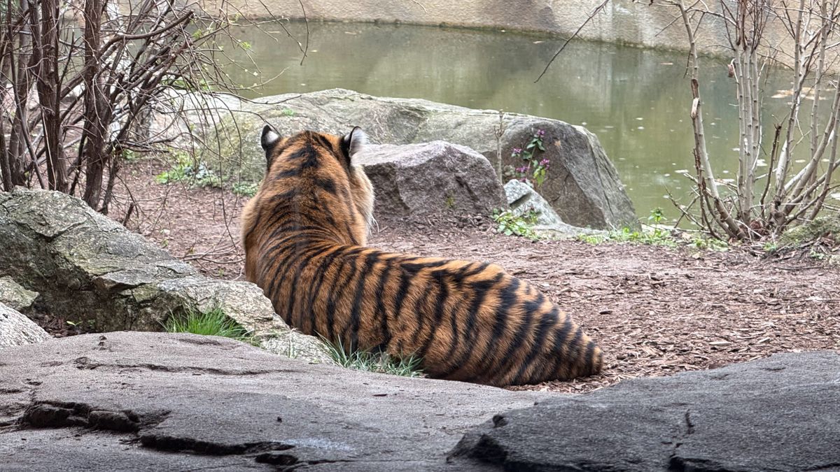 A selection of photos of animals taken at Berlin Zoo on the iPhone 16 Pro Max and Samsung Galaxy S25 Ultra