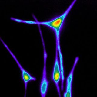 Melanocytes uses a receptor also found in eyes to detect ultraviolet light