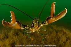 ocean art photography contest winners