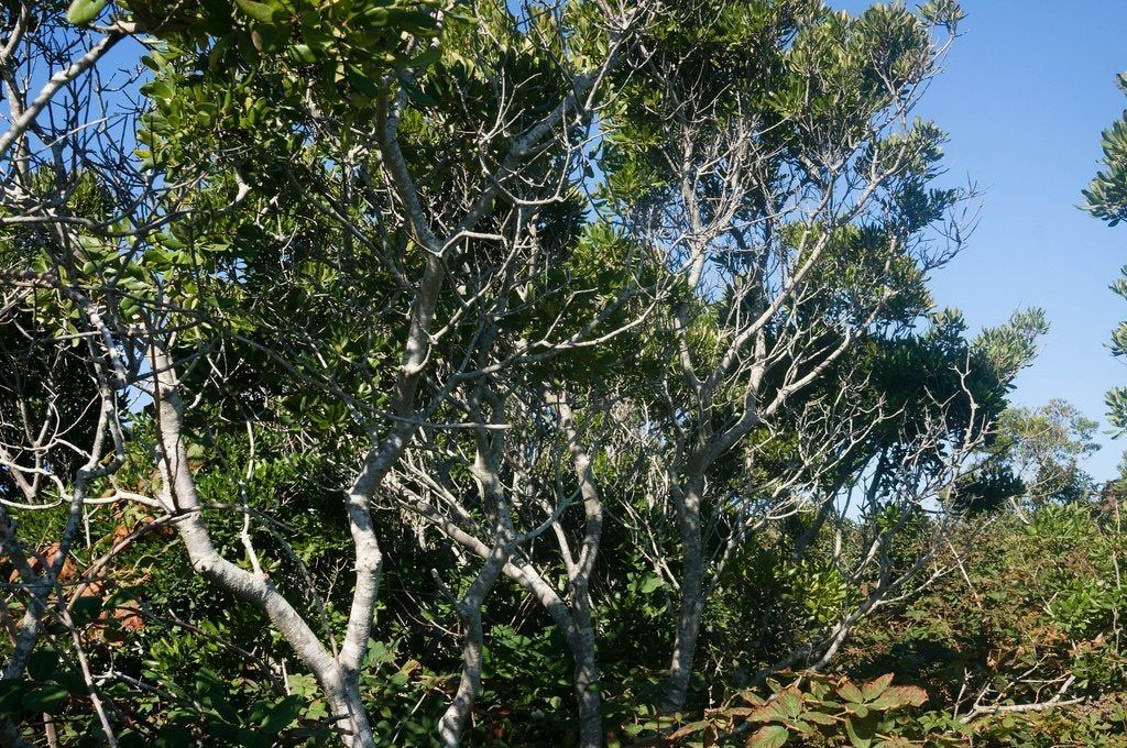 Large Northern Bayberry Trees