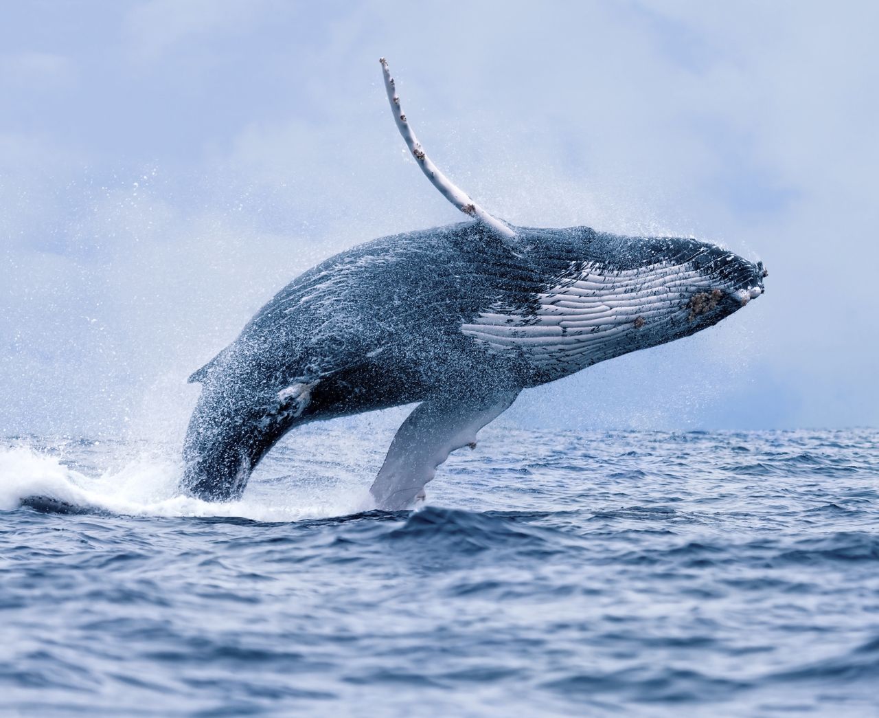 Humpback whale