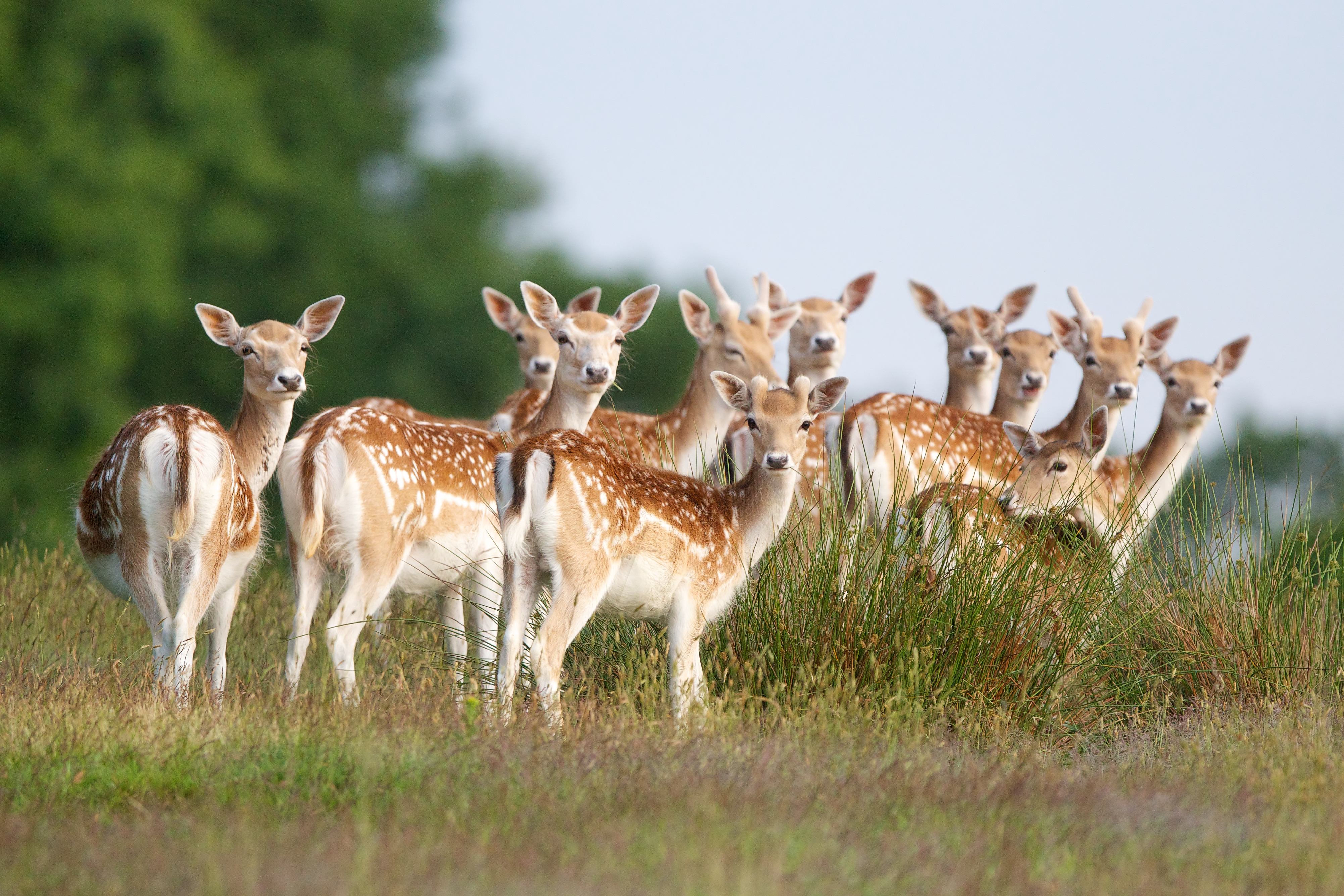 Group of deer