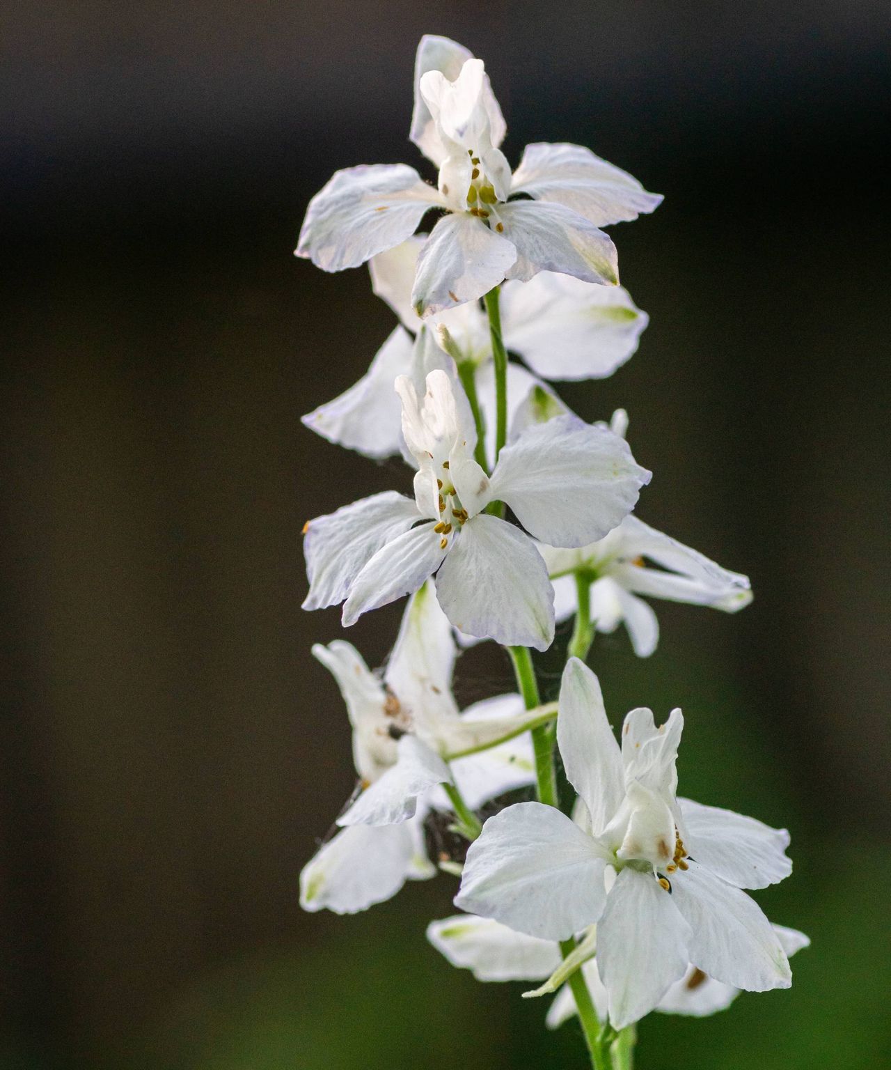 White larkspur