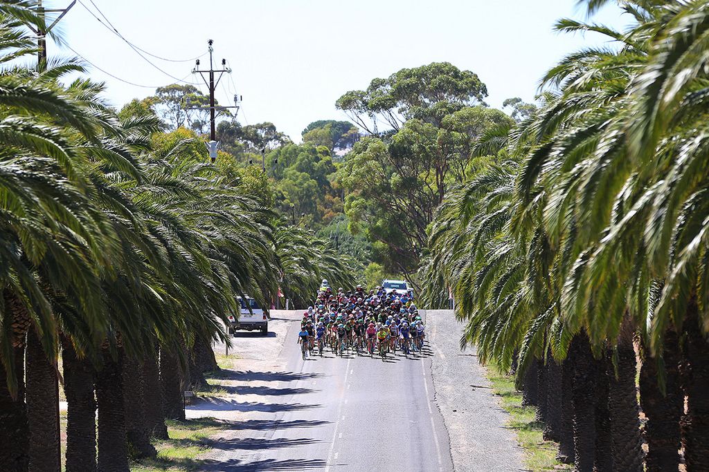 The peloton are flanked by palm trees during stage 2