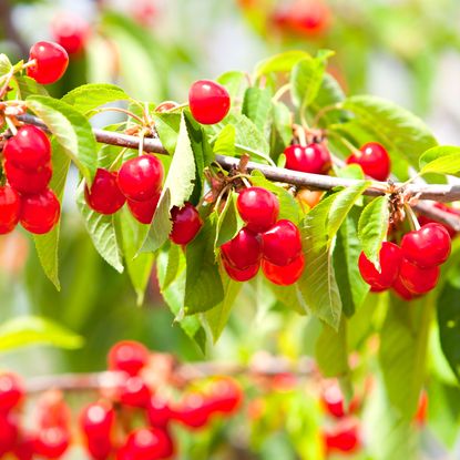 bright red cherry fruits on branch of tree with green leaves