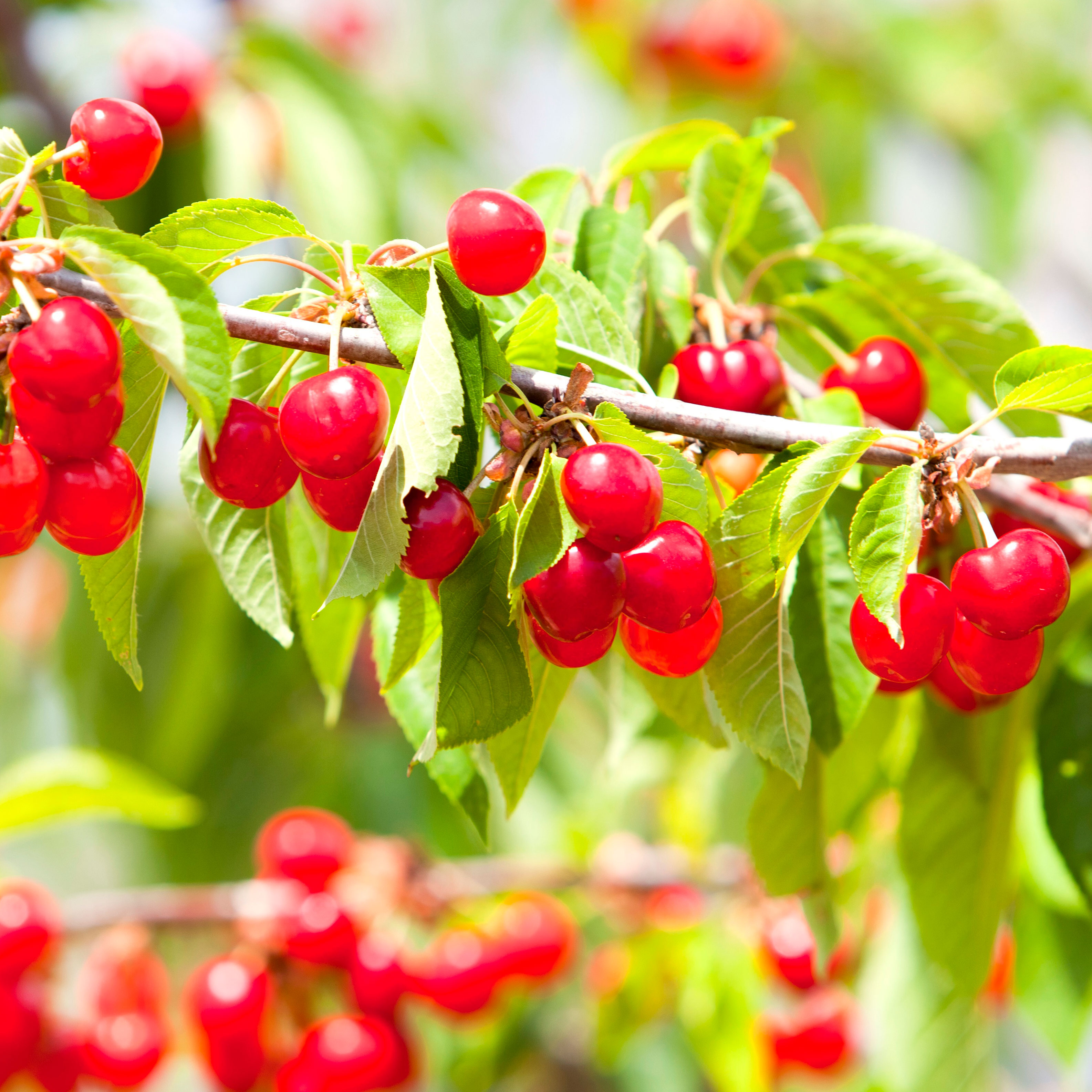 bright red cherry fruits on branch of tree with green leaves