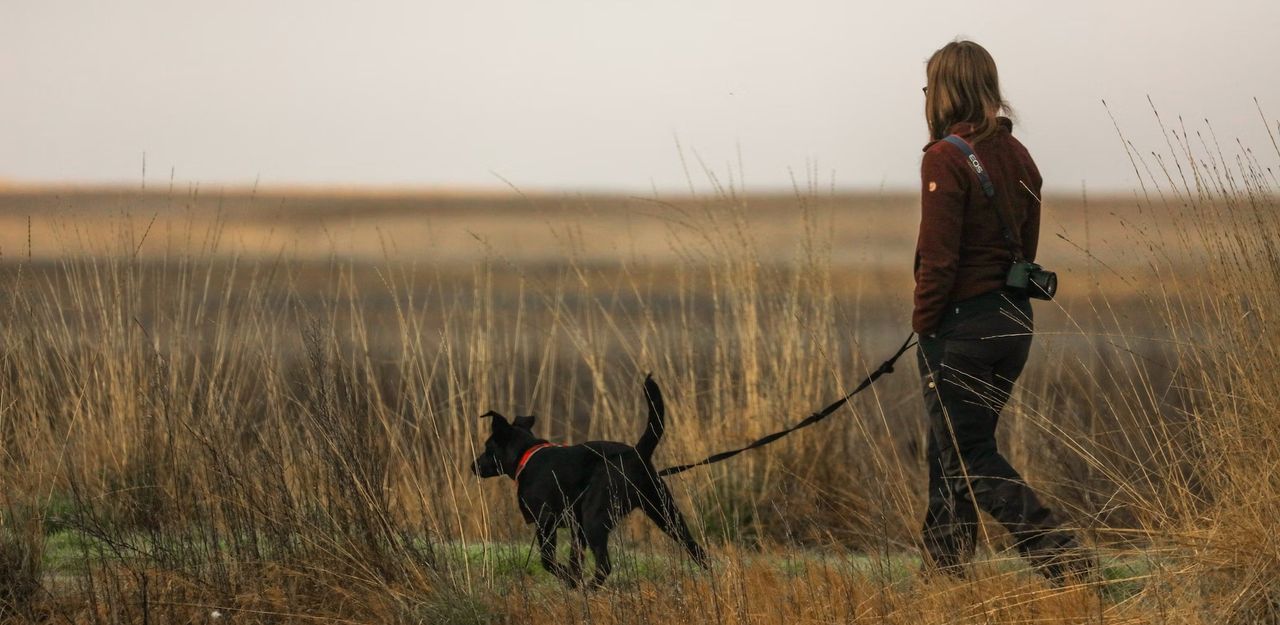 Woman walking a dog in a field