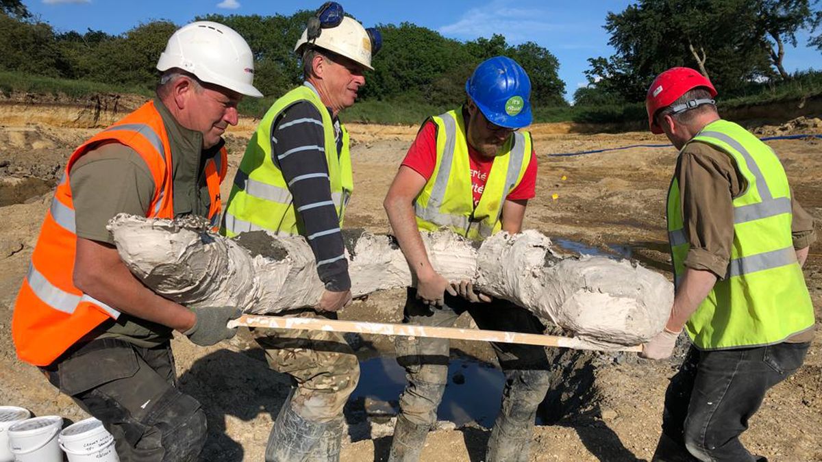 Excavators lift a mammoth tusk.