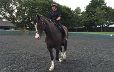 punched police horse