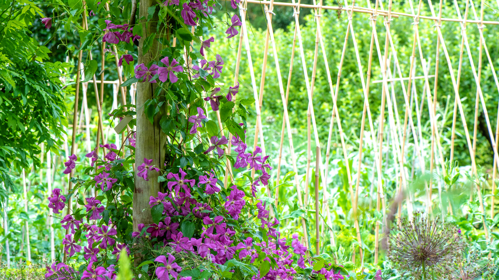 Bright pink clematis vine grows on a trellis