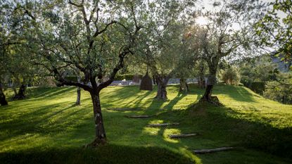 Olive trees in the garden of the summer residence of Elena Piletra.