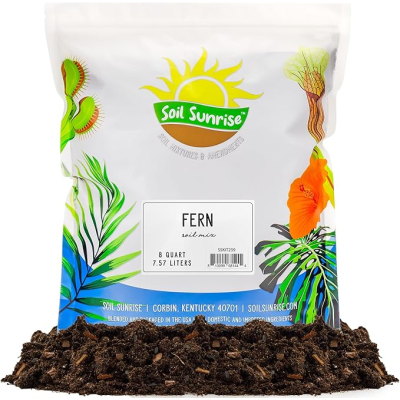Soil Sunrise Fern Plant Potting Soil