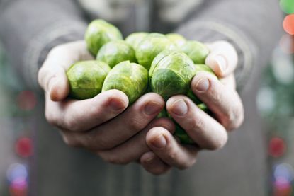 How to grow Brussels sprouts