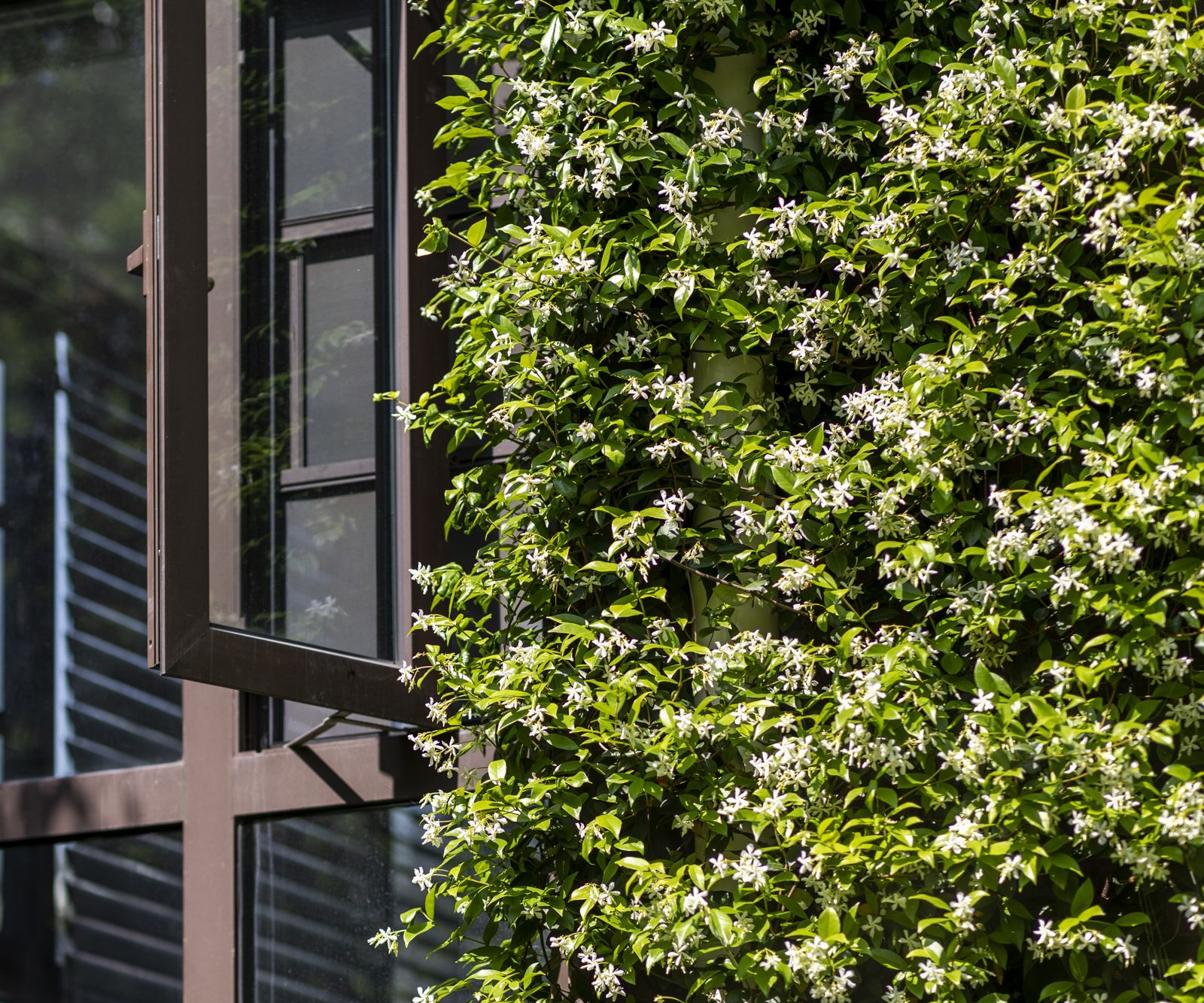 Plants that make your patio smell nice 8 expert suggestions Homes