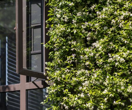 Star jasmine climbing on a building