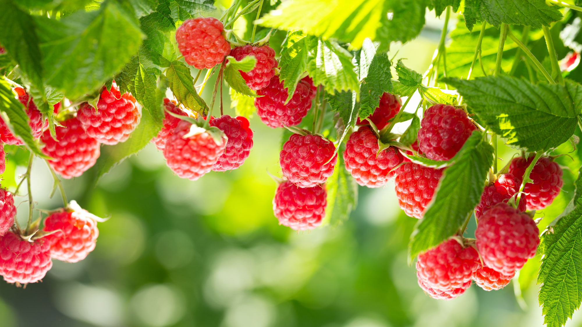 raspberries with red fruits and green leaves