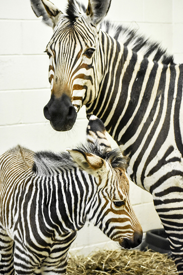 Virginia Zoo Baby Zebra1