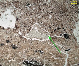 Micrograph of burned bone on a paleosurface at Wonderwerk Cave in South Africa.