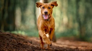 Dog running