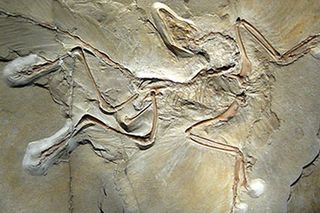 A fossil of a possible relative of early birds called Archaeopteryx (note the feather-like structures), from the Museum für Naturkunde in Berlin.