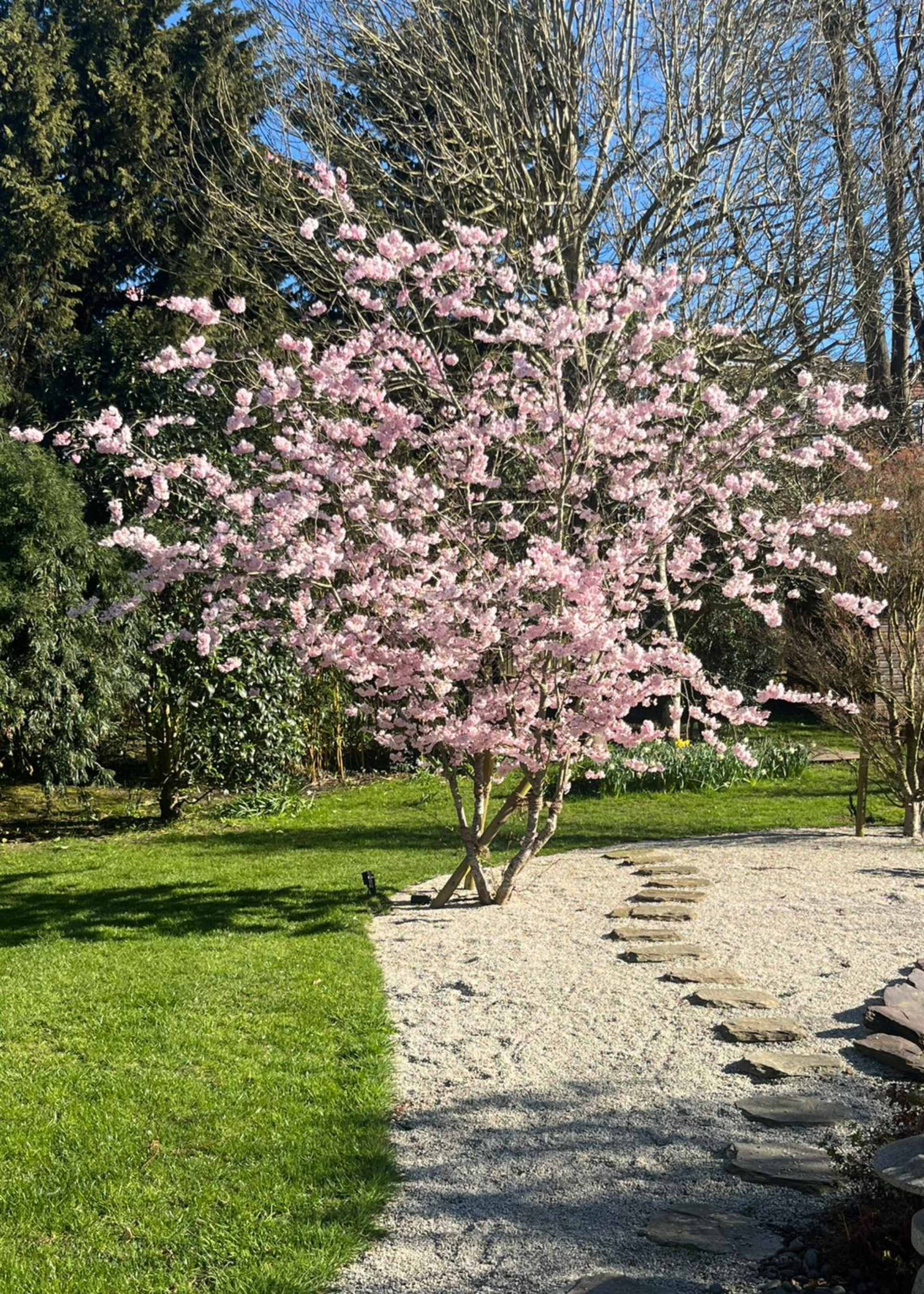 A Japanese garden with a cherry blossom and a stone path by a green lawn