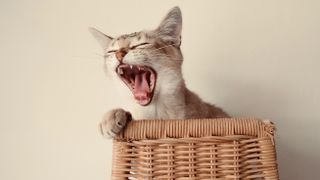 Cat yawning