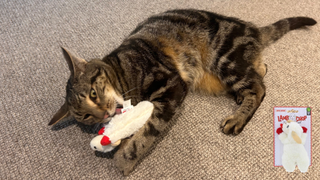 Chilli playing with the Multipet Mini Lambchop toy and a cutout image of the product from the website