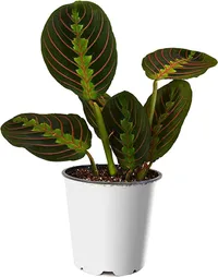 Red prayer plant, Amazon