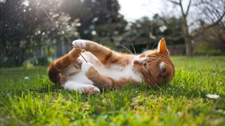 5 New Year’s Resolutions to improve your cat’s health