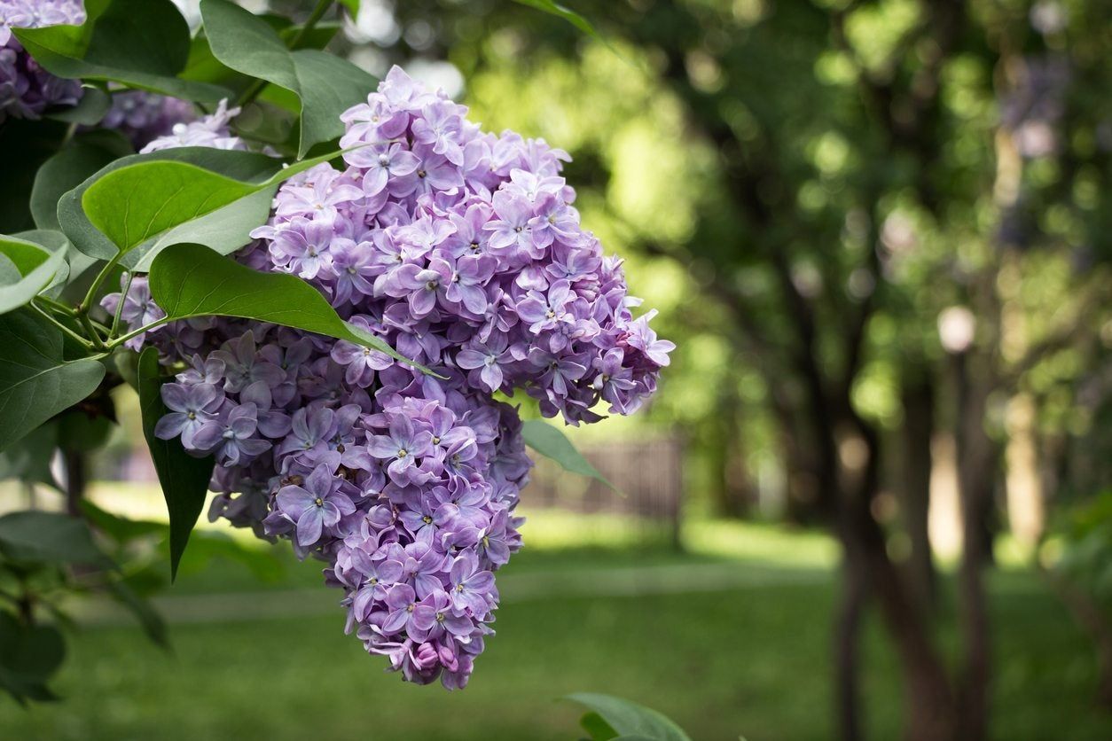 zone 9 lilac