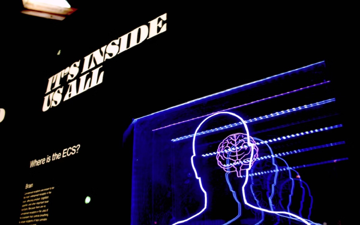 Cerveau