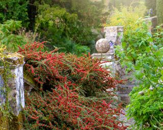 cotoneaster growing on stone wall