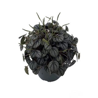 Walmart peperomia