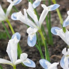 The winter flowers of the Iris Frozen Planet